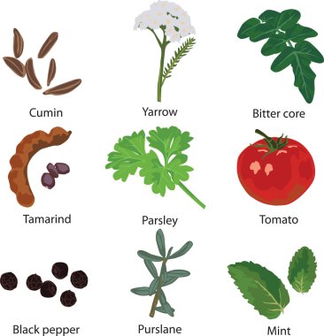 Set of different spices clipart