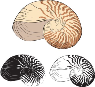 Oceanic isolation shell clipart