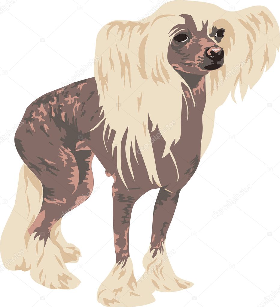 Chinese Crested dog breed