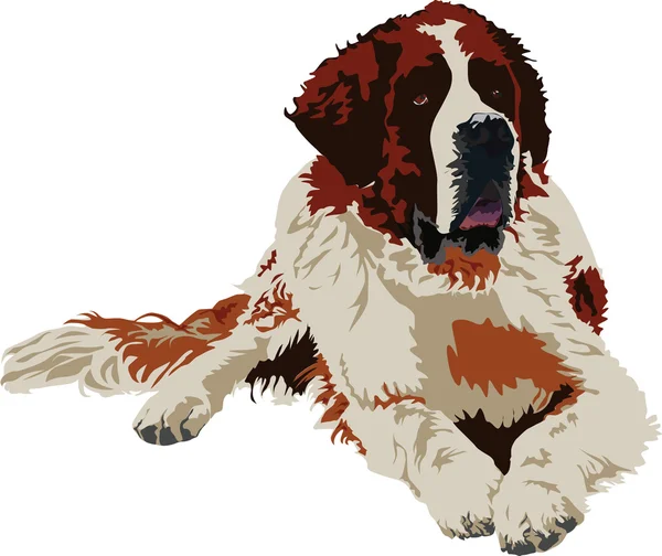 圣伯纳狗品种 — 图库矢量图片