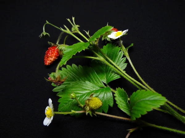 F strawberry — Stock Photo, Image