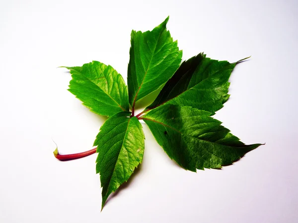Зеленый лист дикого винограда Стоковая Картинка