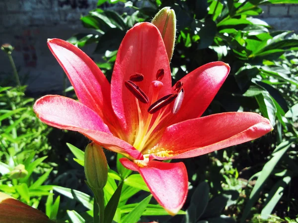 Floweret lily — Stok fotoğraf