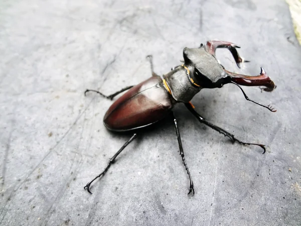 Un escarabajo es un ciervo — Foto de Stock