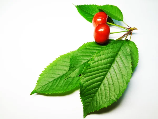 A cherry sprig — Stock Photo, Image
