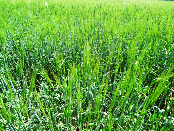Field , sown grain-crops — Stock Photo, Image