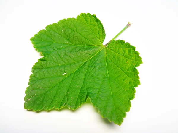 Green sheet of currant — Stock Photo, Image