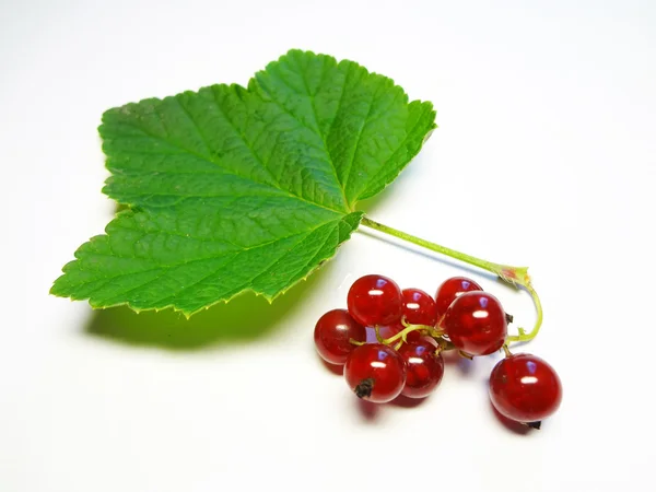 The berry of porichka — Stock Photo, Image
