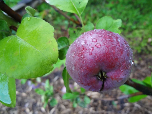 Ein Apfel steckt in den Tautropfen — Stockfoto
