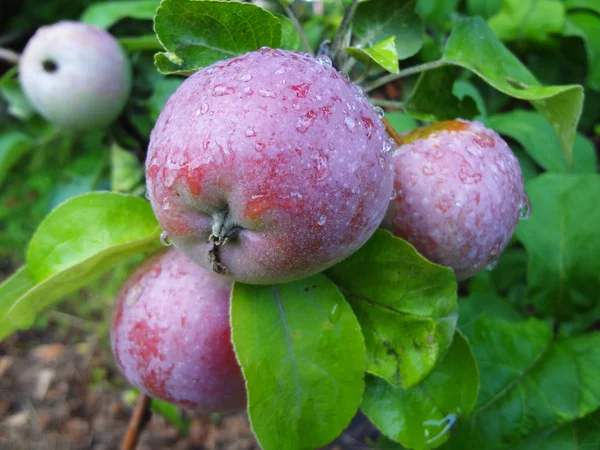 リンゴは、露の滴 — ストック写真