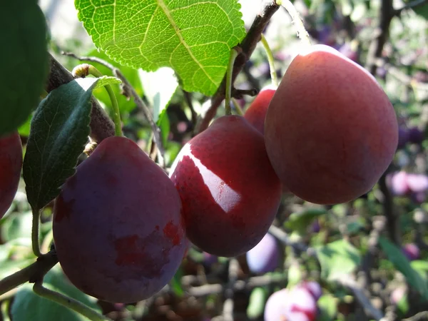 Stock image Plum sprig