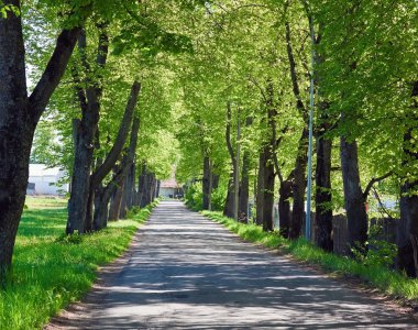 yol boyunca ağaçlar