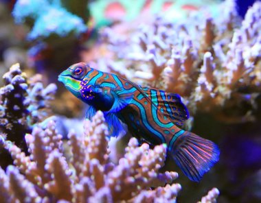 Mandarinfish