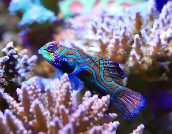 Mandarinfish — Stok fotoğraf