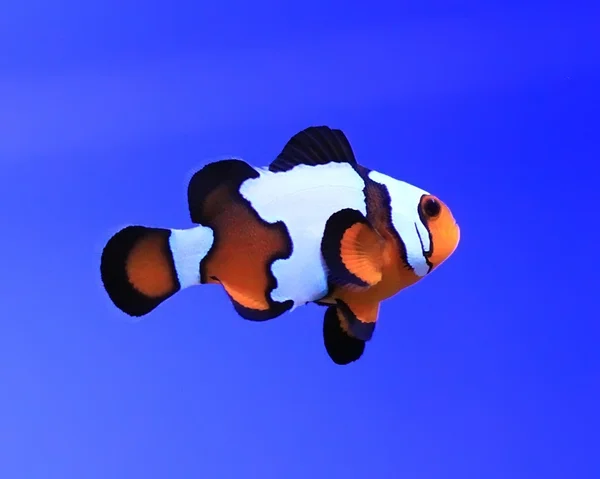Clownfische — Stockfoto