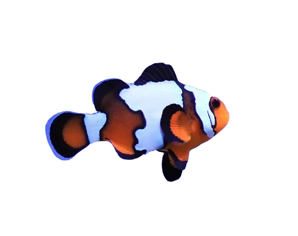 stock image Clown fish