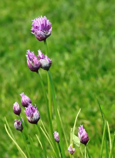 ニンニクの花 — ストック写真