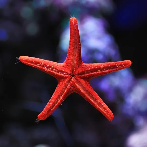 Peixe estrela vermelha — Fotografia de Stock
