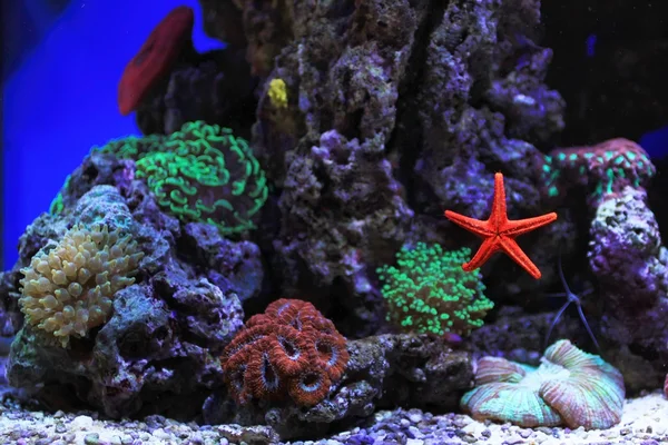 Zoutwater aquarium — Stockfoto