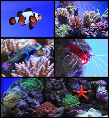 Salt water aquarium with coral reef and tropical fish clipart