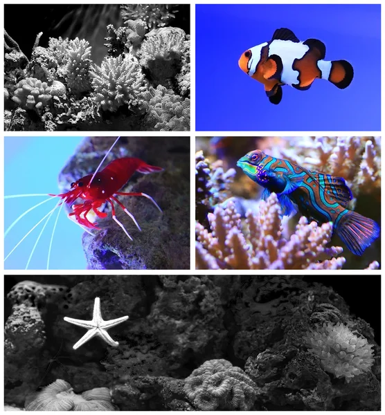 Saltvatten akvarium med korallrev och tropiska fiskar — Stockfoto