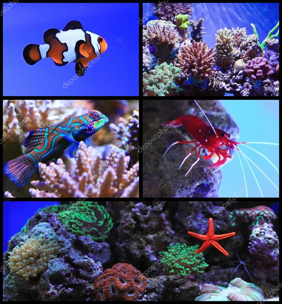 Woestijn Kan niet Groene bonen Zoutwater aquarium met koraalrif en tropische vissen ⬇ Stockfoto,  rechtenvrije foto door © mexrix #11141970