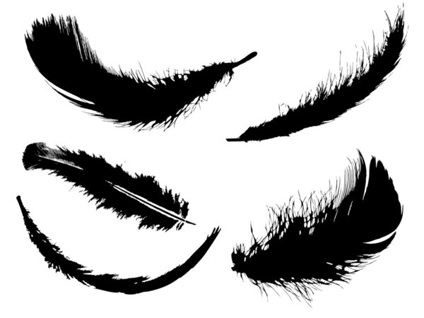 Черное перо на белом
