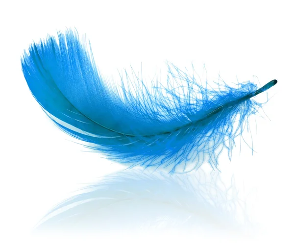 孤立的蓝色羽毛 — 图库照片