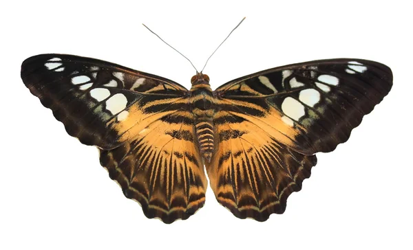 Gele tropische vlinder — Stockfoto