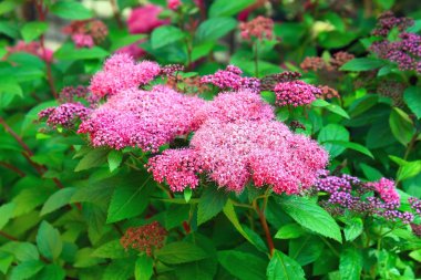 Spirea clipart