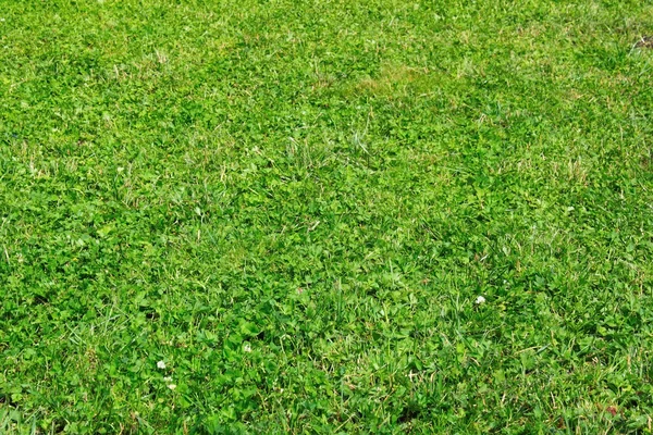 Літо трава — стокове фото