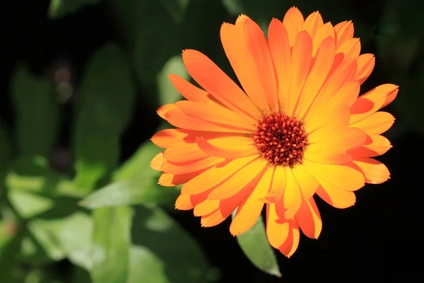 stock image Calendula