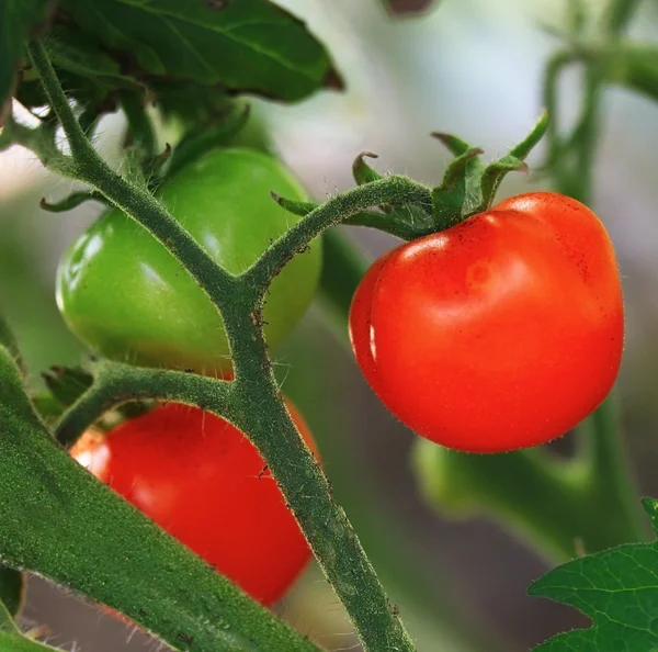 Tomat Stockbild