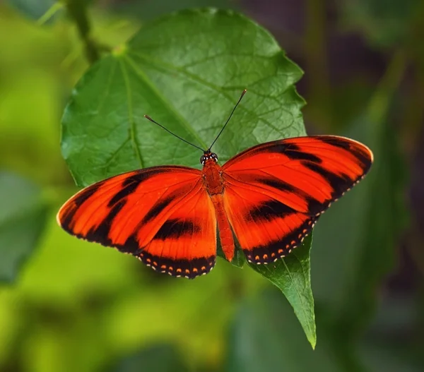 Papillon rouge — Photo