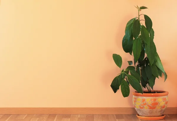 stock image Interior wall with plant