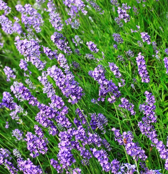 Stock image Lavender