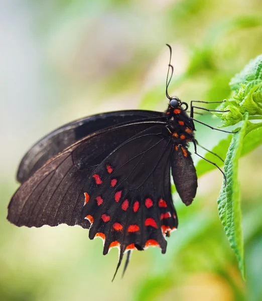 Schwarzer Schmetterling — Stockfoto