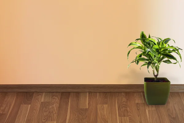 壁と植物 — ストック写真