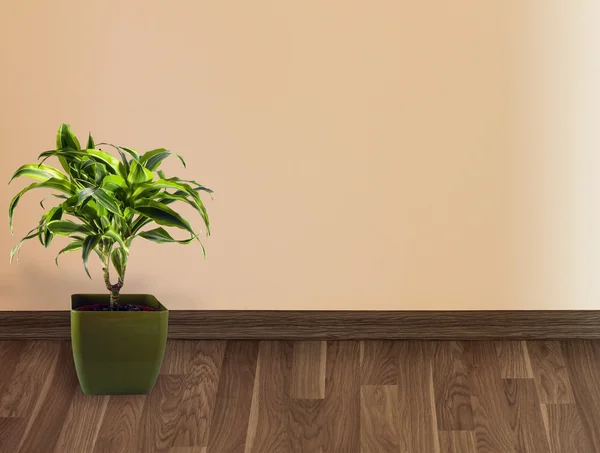 壁と植物 — ストック写真