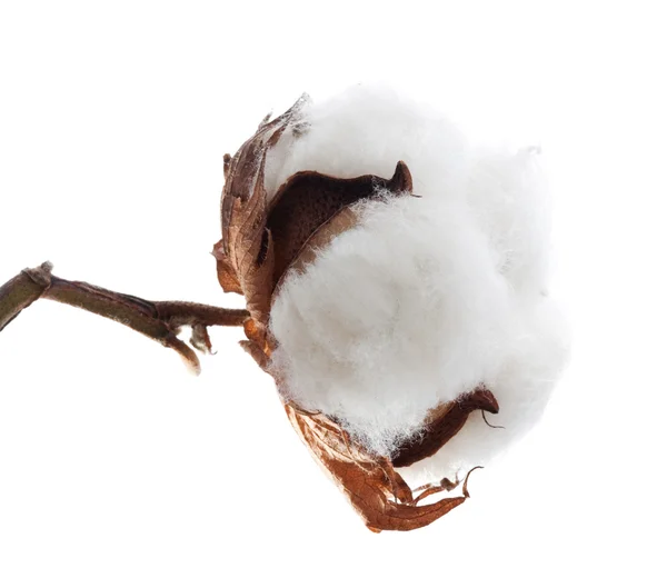 Boll de algodão — Fotografia de Stock
