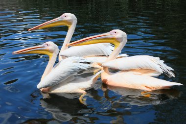 Three pelicans in the lake clipart