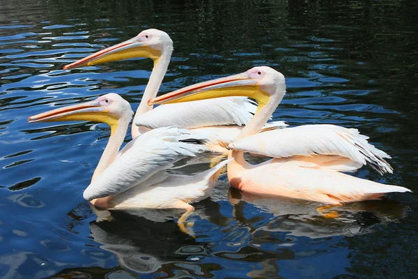 stock image Three pelicans in the lake