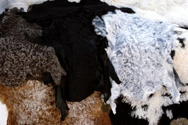 Sheep skins. clipart