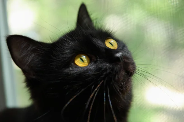 Czarny kot przed aparatem — Zdjęcie stockowe