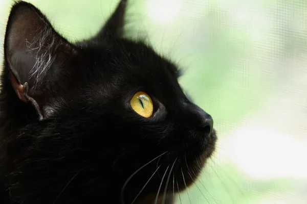 Czarny kot przed aparatem — Zdjęcie stockowe