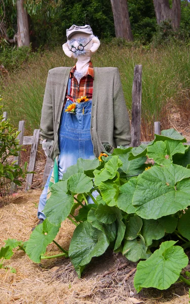 Scarecrow dan tanaman labu — Stok Foto