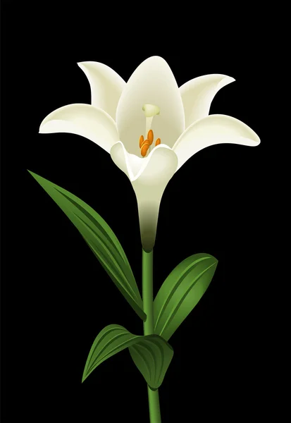 White lily — Stock Vector