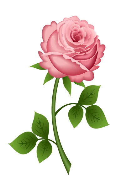 Vektor illustration av rosa ros — Stock vektor