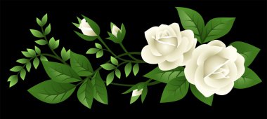 Vector illustration of white roses