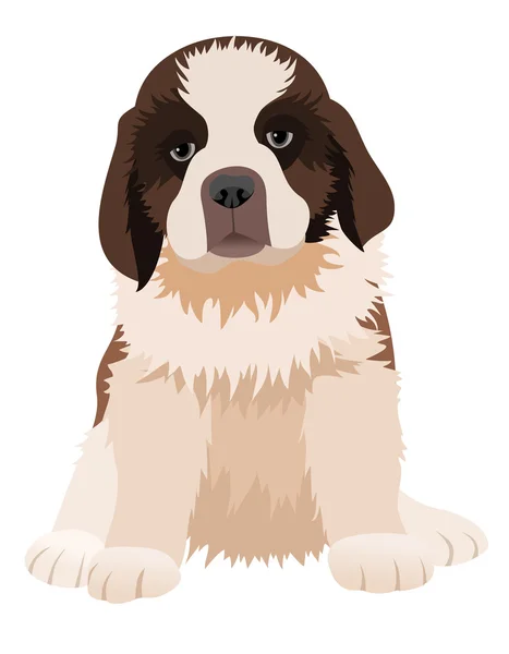 Vector illustration of St Bernard puppy — 图库矢量图片